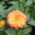 Dahlia 'DahLove Power Yellow Orange'.JPG