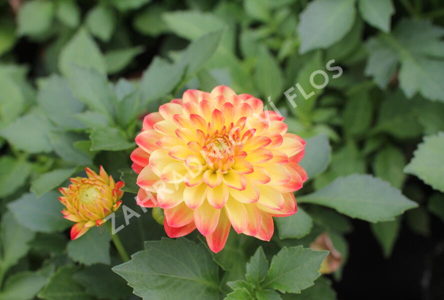 Jiřina 'DahLove Power Yellow Orange' - Dahlia 'DahLove Power Yellow Orange'