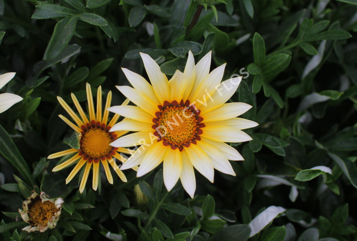 Gazánie zařivá 'Siesta White' - Gazania rigens 'Siesta White'