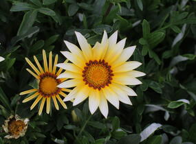 Gazánie zařivá 'Siesta White' - Gazania rigens 'Siesta White'