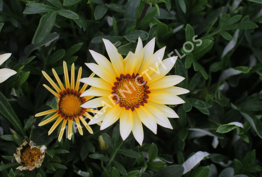 Gazánie zařivá 'Siesta White' - Gazania rigens 'Siesta White'