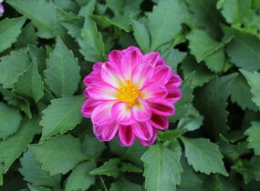 Jiřina 'Labella Medio Fun Violet Flame' - Dahlia 'Labella Medio Fun Violet Flame'