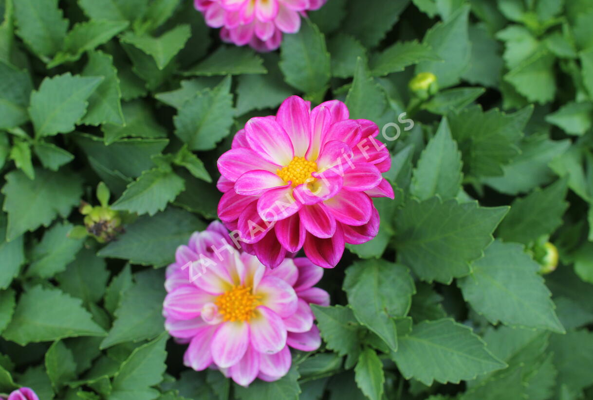 Jiřina 'Labella Medio Fun Violet Flame' - Dahlia 'Labella Medio Fun Violet Flame'