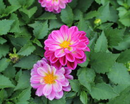 Jiřina 'Labella Medio Fun Violet Flame'