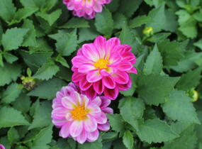 Jiřina 'Labella Medio Fun Violet Flame' - Dahlia 'Labella Medio Fun Violet Flame'