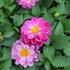 Dahlia 'Labella Medio Fun Violet Flame'.JPG