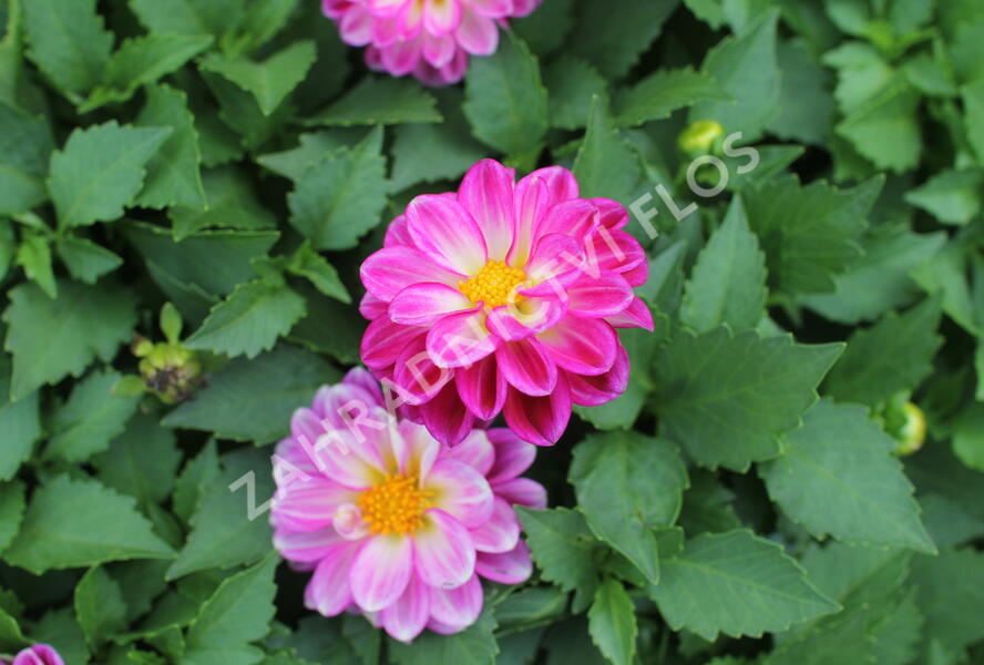 Jiřina 'Labella Medio Fun Violet Flame' - Dahlia 'Labella Medio Fun Violet Flame'