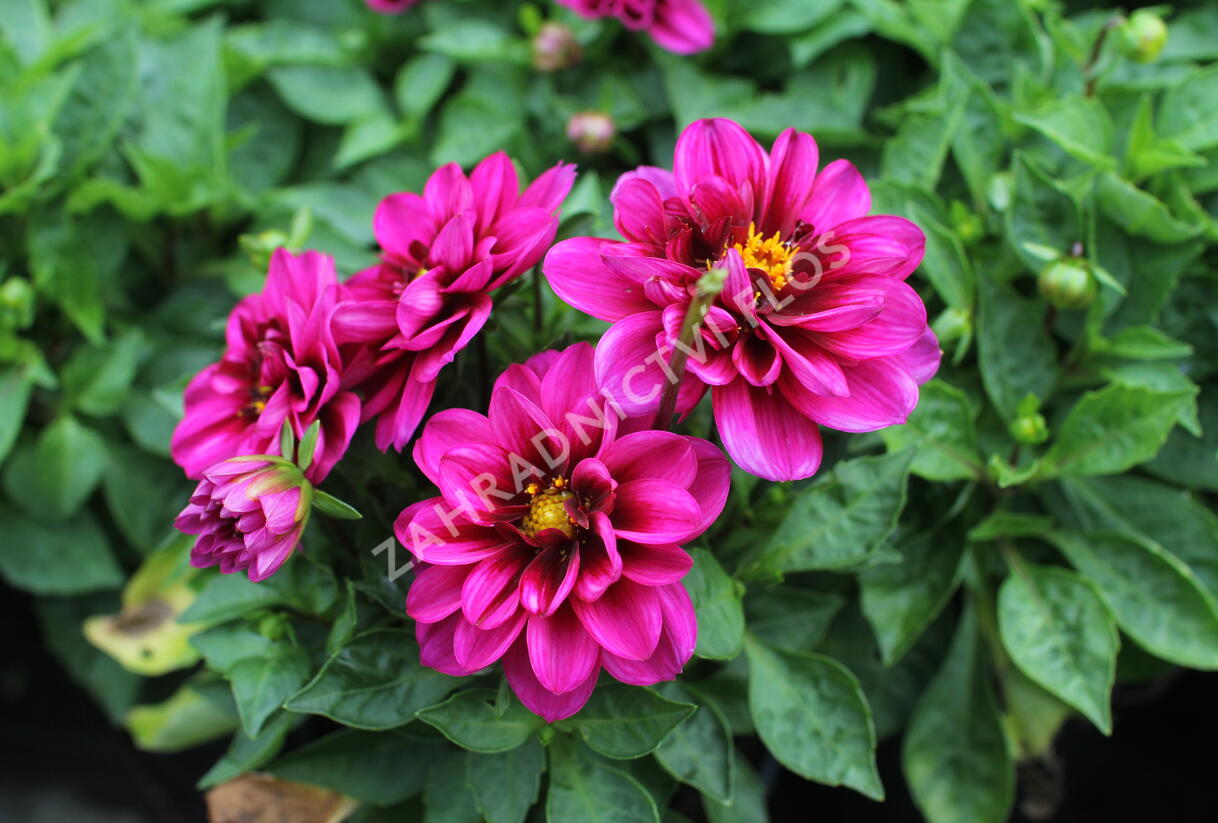 Jiřina 'Labella Medio Fun Pink with Eye' - Dahlia 'Labella Medio Fun Pink with Eye'