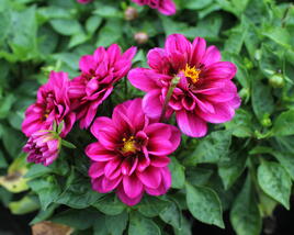 Jiřina 'Labella Medio Fun Pink with Eye'