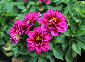 Jiřina 'Labella Medio Fun Pink with Eye' - Dahlia 'Labella Medio Fun Pink with Eye'