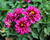 Jiřina 'Labella Medio Fun Pink with Eye'