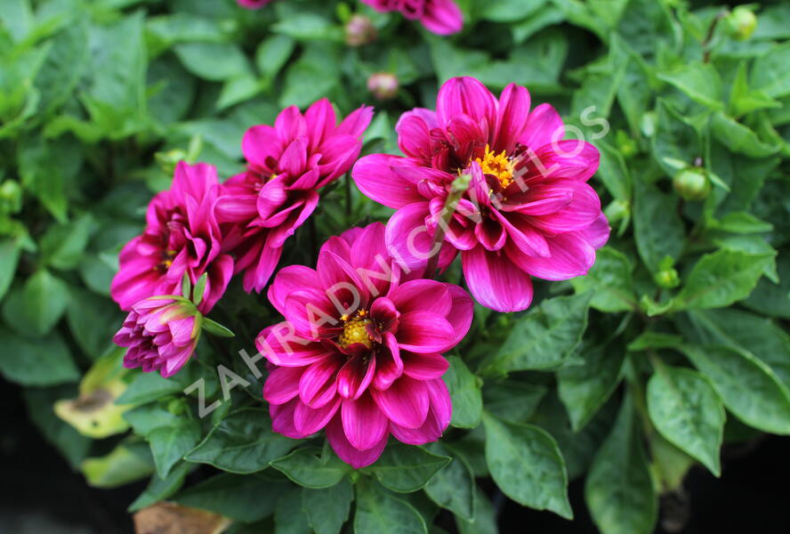 Jiřina 'Labella Medio Fun Pink with Eye' - Dahlia 'Labella Medio Fun Pink with Eye'