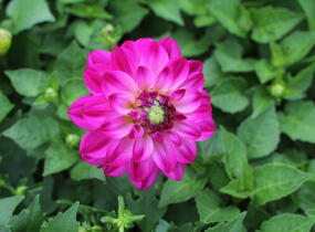 Jiřina 'DahLove Power Violet Bicolor' - Dahlia 'DahLove Power Violet Bicolor'