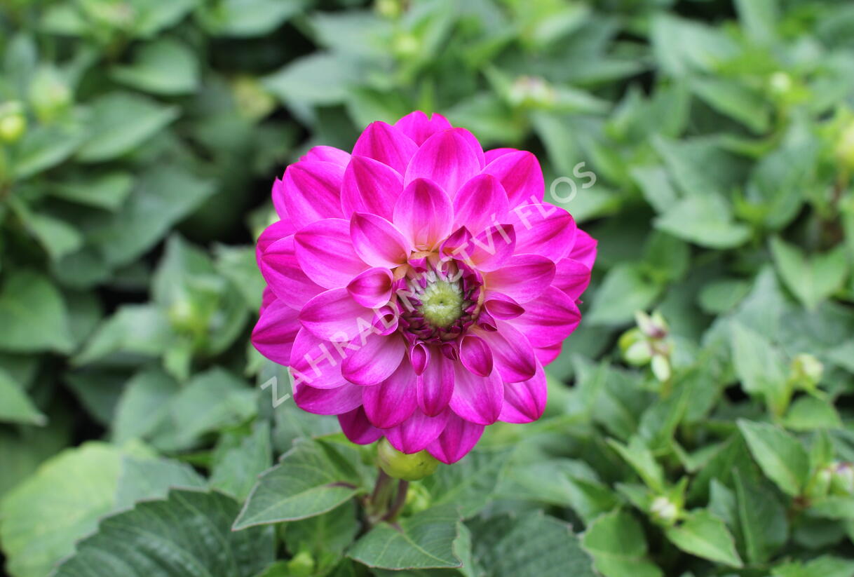 Jiřina 'DahLove Power Violet Bicolor' - Dahlia 'DahLove Power Violet Bicolor'