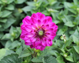 Jiřina 'DahLove Power Violet Bicolor'
