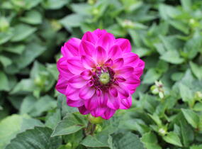 Jiřina 'DahLove Power Violet Bicolor' - Dahlia 'DahLove Power Violet Bicolor'