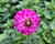 Jiřina 'DahLove Power Violet Bicolor'