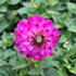 Dahlia 'DahLove Power Violet Bicolor'.JPG