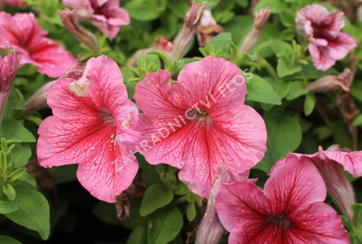 Petúnie velkokvětá 'Finity Red Vein' - Petunia grandiflora 'Finity Red Vein'