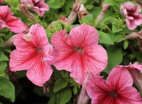 Petúnie velkokvětá 'Finity Red Vein' - Petunia grandiflora 'Finity Red Vein'