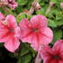 Petunia grandiflora 'Finity Red Vein'.JPG