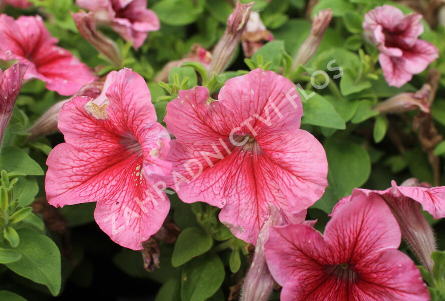 Petúnie velkokvětá 'Finity Red Vein' - Petunia grandiflora 'Finity Red Vein'