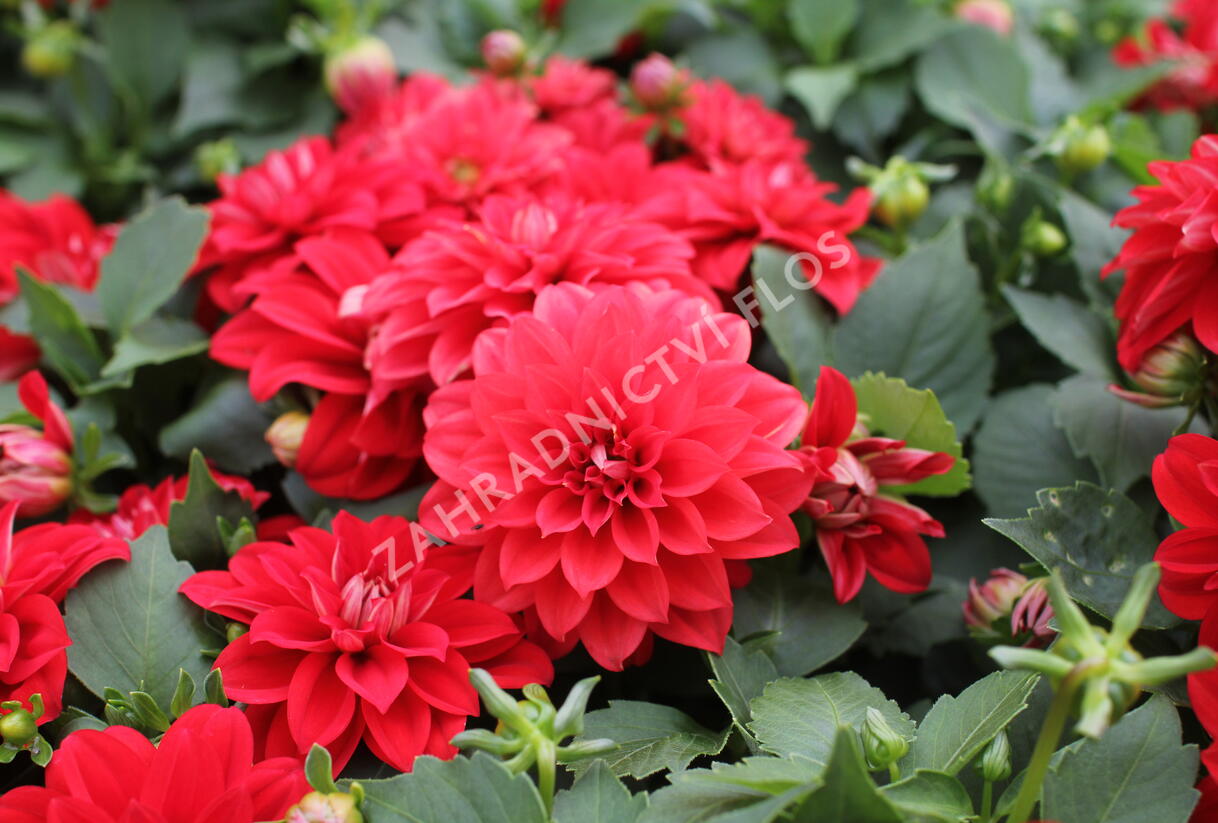 Jiřina 'Labella Medio Red' - Dahlia 'Labella Medio Red'