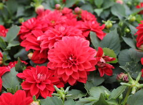 Jiřina 'Labella Medio Red' - Dahlia 'Labella Medio Red'