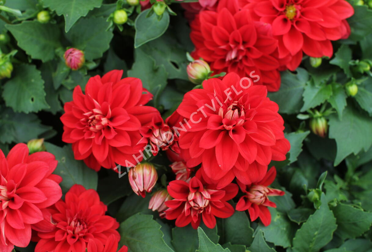 Jiřina 'Labella Medio Red' - Dahlia 'Labella Medio Red'
