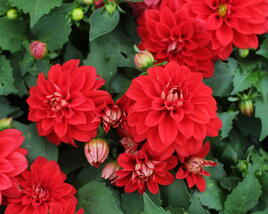 Jiřina 'Labella Medio Red'