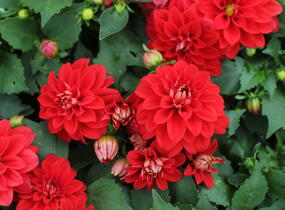 Jiřina 'Labella Medio Red' - Dahlia 'Labella Medio Red'