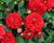 Jiřina 'Labella Medio Red'