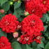 Dahlia 'Labella Medio Red'.JPG