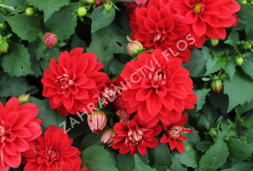 Jiřina 'Labella Medio Red' - Dahlia 'Labella Medio Red'