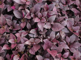 Plevuňka 'Madiba' - Alternanthera x brasiliana 'Madiba'