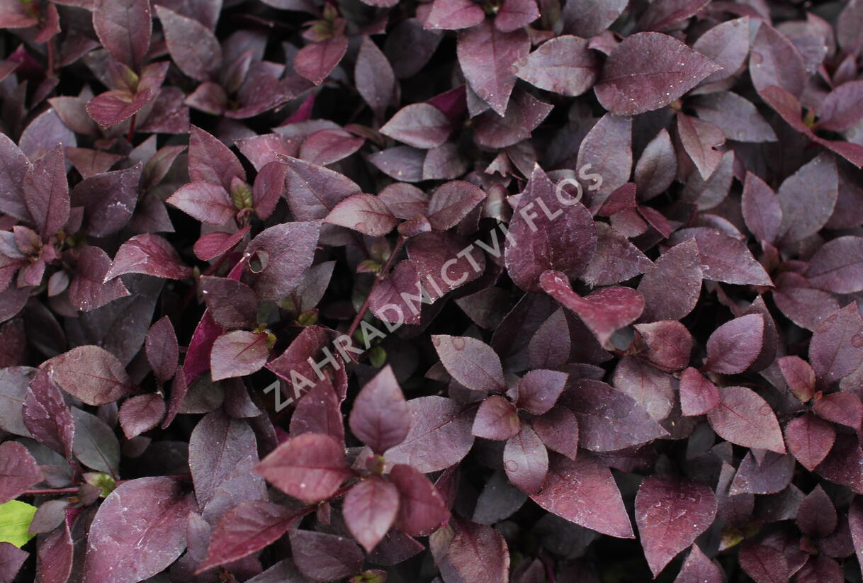 Plevuňka 'Madiba' - Alternanthera x brasiliana 'Madiba'