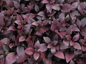 Plevuňka 'Madiba' - Alternanthera x brasiliana 'Madiba'