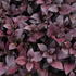 Alternanthera x brasiliana 'Madiba'.JPG