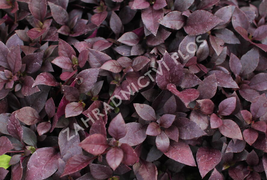 Plevuňka 'Madiba' - Alternanthera x brasiliana 'Madiba'