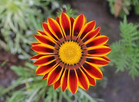 Gazánie zářivá 'Siesta Orange Flame' - Gazania rigens 'Siesta Orange Flame'