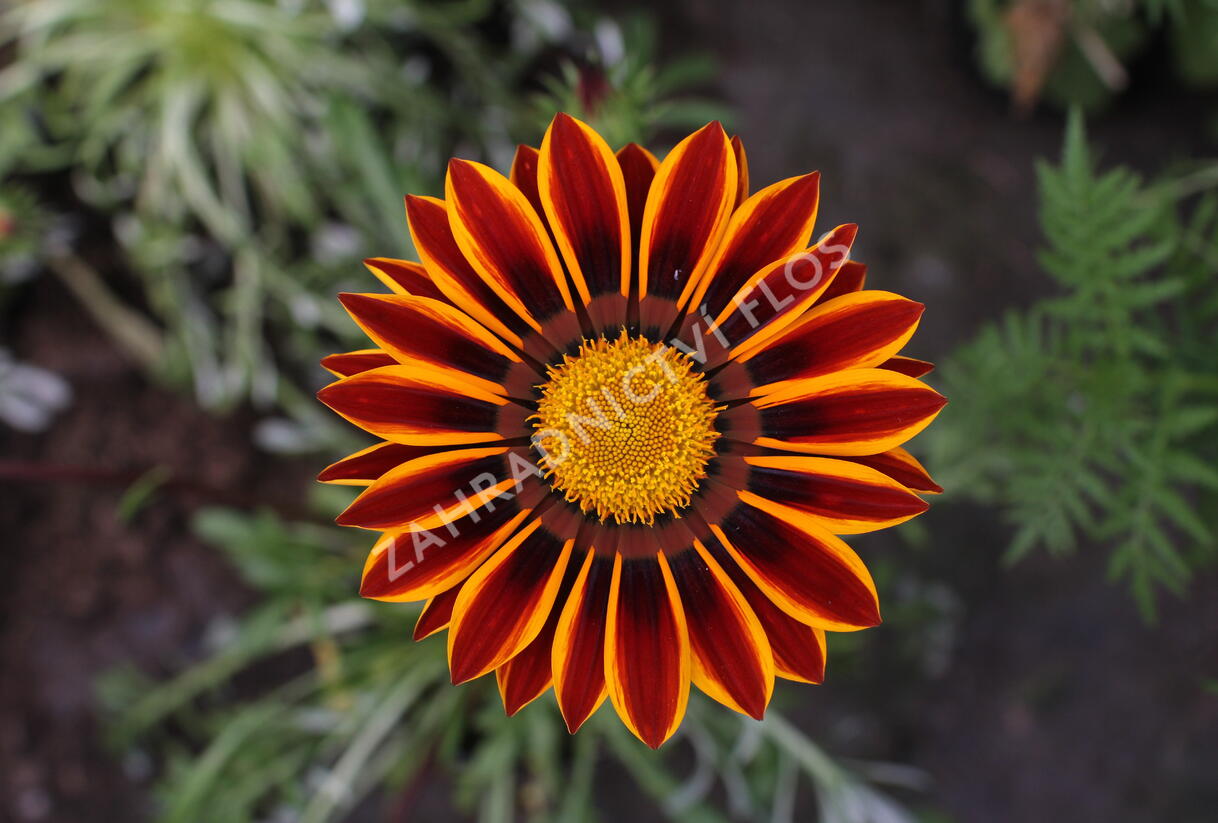 Gazánie zářivá 'Siesta Orange Flame' - Gazania rigens 'Siesta Orange Flame'