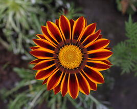 Gazánie zářivá 'Siesta Orange Flame'