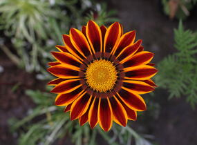 Gazánie zářivá 'Siesta Orange Flame' - Gazania rigens 'Siesta Orange Flame'