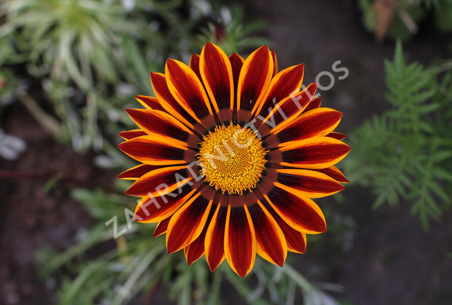 Gazánie zářivá 'Siesta Orange Flame' - Gazania rigens 'Siesta Orange Flame'