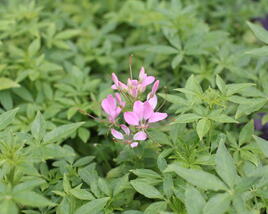 Luštěnice 'Clio Pink Lady'