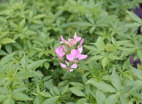 Luštěnice 'Clio Pink Lady' - Cleome hybrida 'Clio Pink Lady'