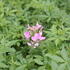 Cleome hybrida 'Clio Pink Lady'_1.JPG