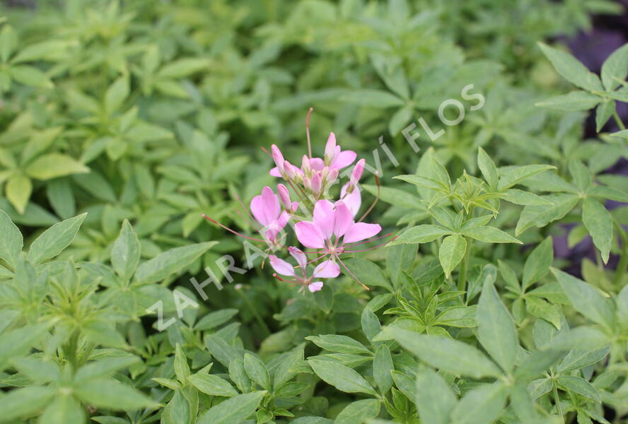 Luštěnice 'Clio Pink Lady' - Cleome hybrida 'Clio Pink Lady'