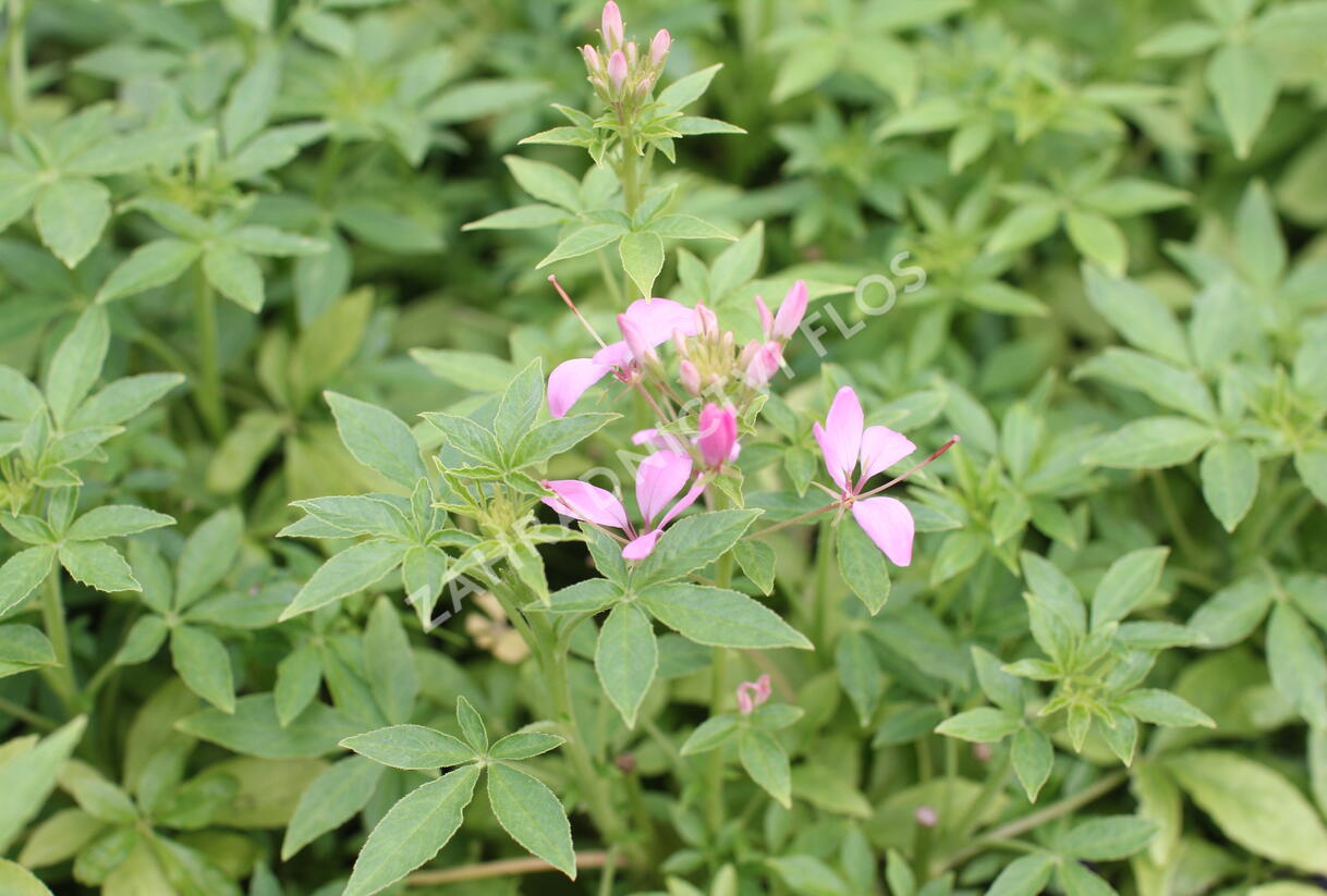 Luštěnice 'Clio Pink Lady' - Cleome hybrida 'Clio Pink Lady'