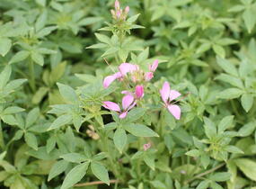 Luštěnice 'Clio Pink Lady' - Cleome hybrida 'Clio Pink Lady'